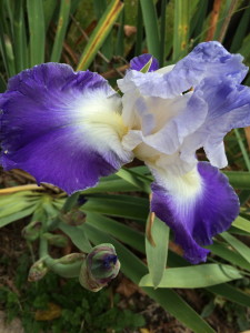 Iris Jan 2016