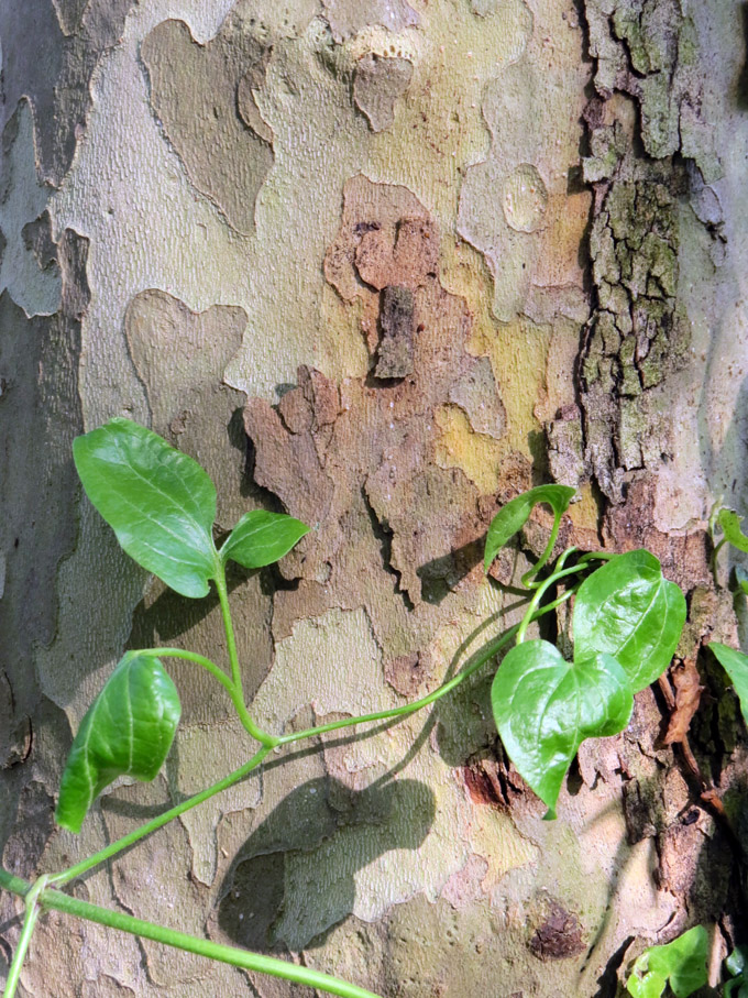 LPtree_bark1