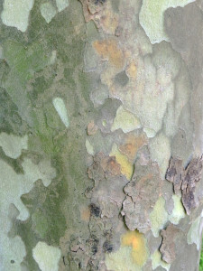 LPtree_bark2