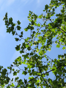 LPtree_leaves